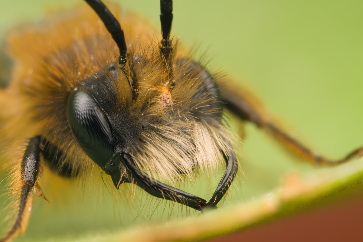 Tawny Mining Bee Male 1